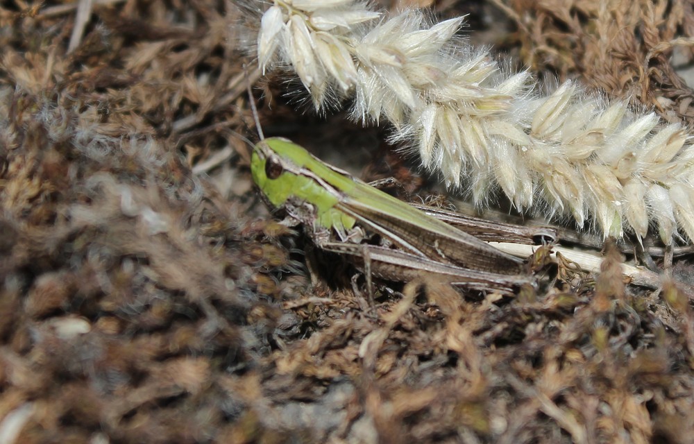 Stenobothrus lineatus - jajgató rétisáska