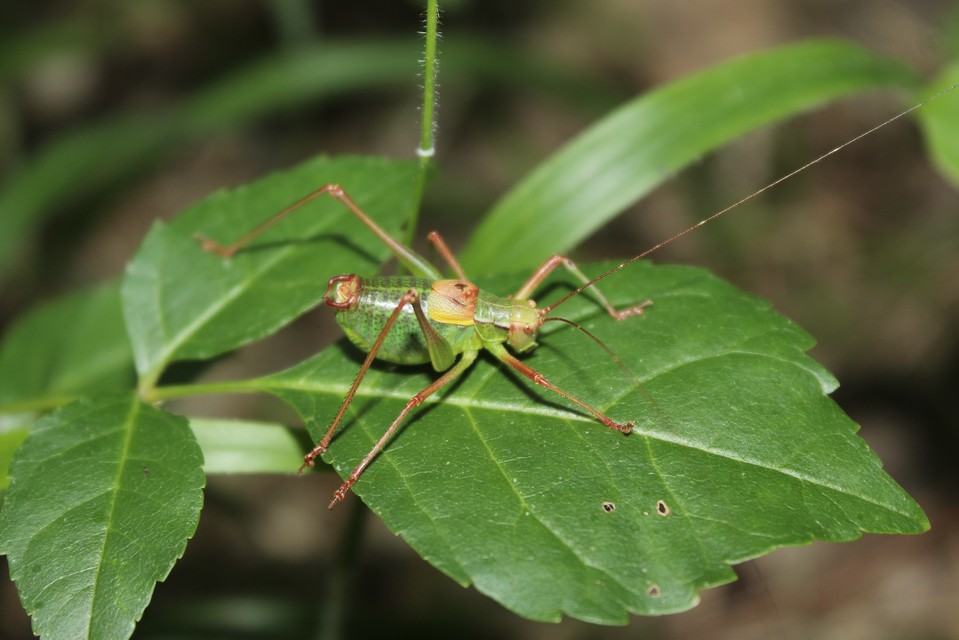 Barbitistes constrictus - északi málnaszöcske
