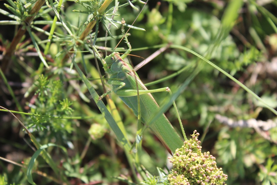 Tettigonia viridissima - zöld lombszöcske