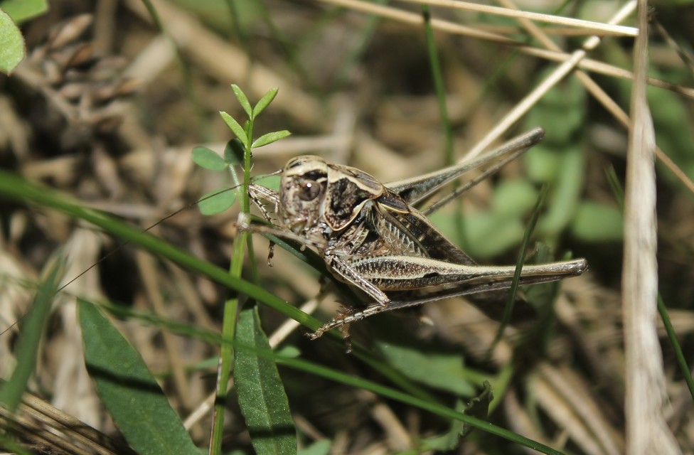 Platycleis affinis - púposhasú rétiszöcske