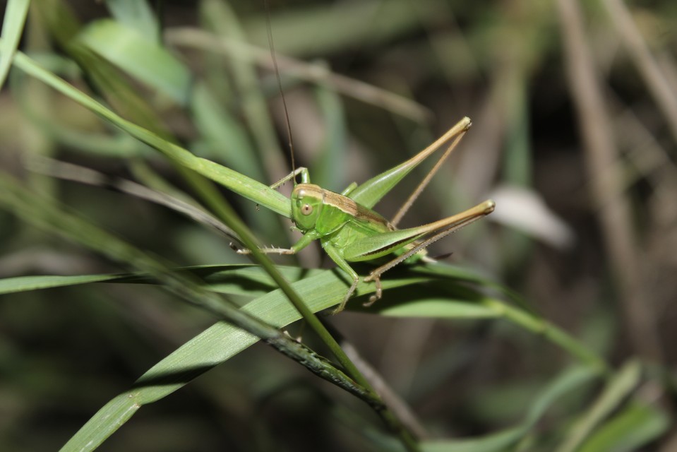 Bicolorana bicolor - halványzöld rétiszöcske