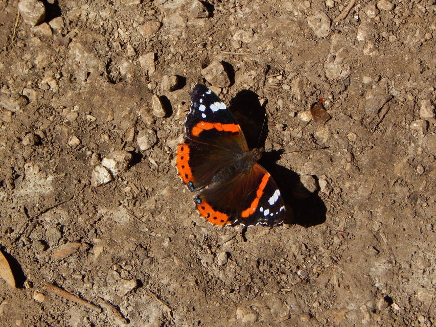 Vanessa atalanta - atalantalepke