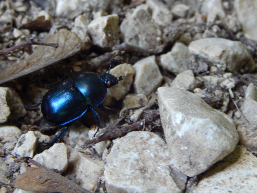 Trypocopris vernalis - tavaszi álganéjtúró