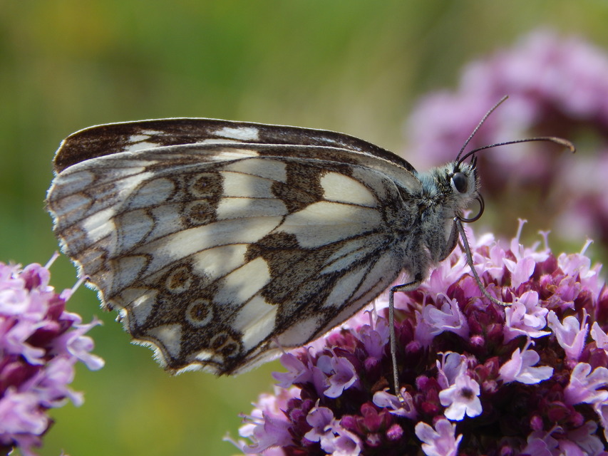 Melanargia galathea - sakktáblalepke