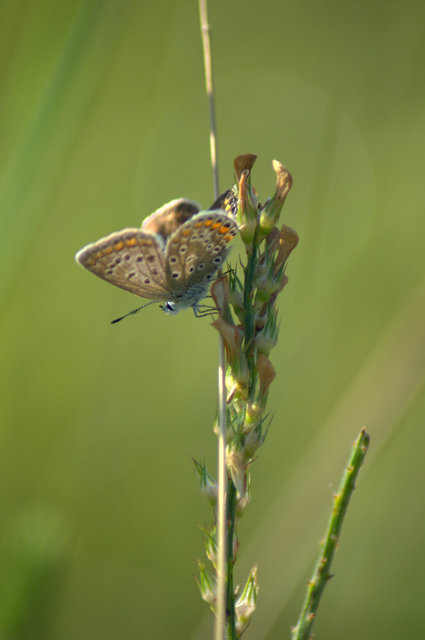 Polyommatus icarus - közönséges boglárka
