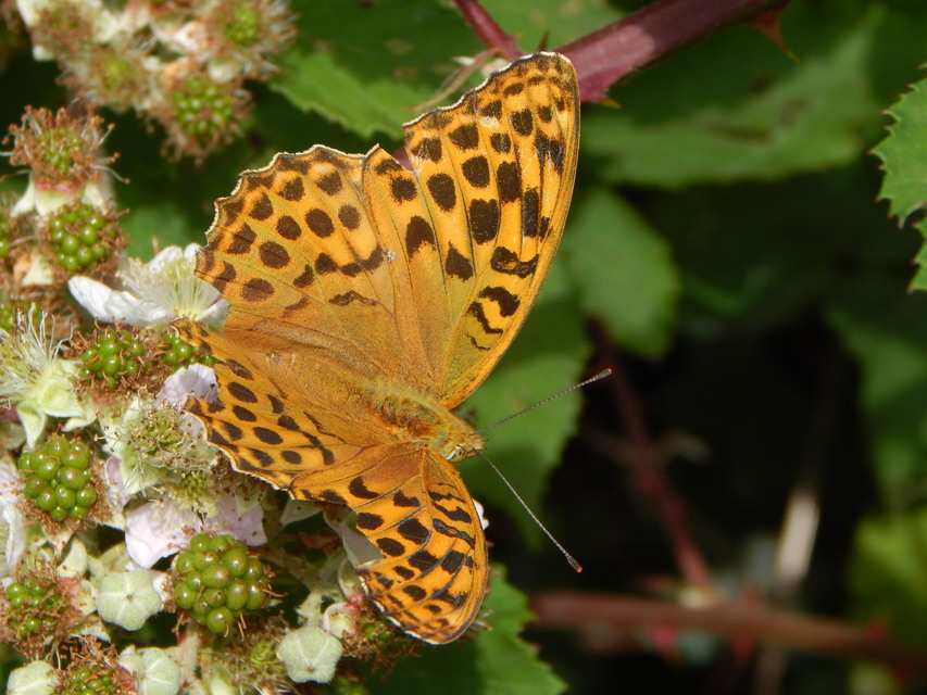 Argynnis paphia - nagy gyöngyházlepke
