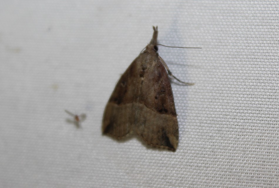 Hypena rostralis - közönséges karcsúbagoly