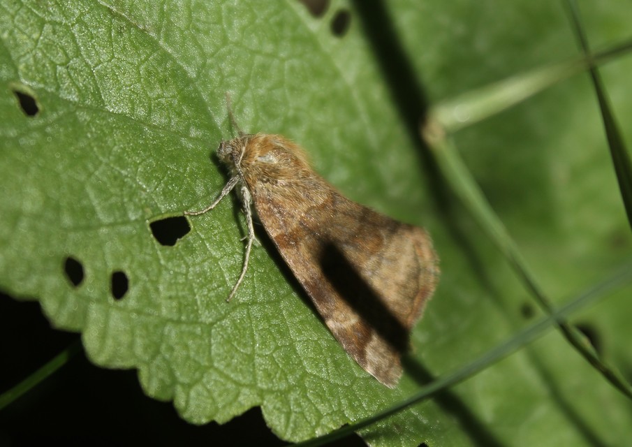 Euclidia glyphica - közönséges nappalibagoly