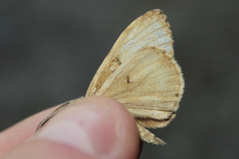 Lymantria dispar - gyapjaslepke