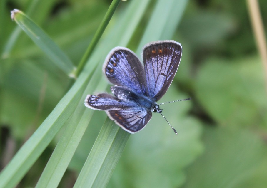 Polyommatus icarus - közönséges boglárka