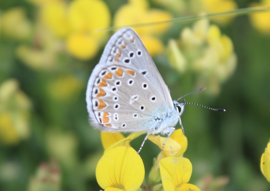 Polyommatus thersites - ibolyaszín boglárka