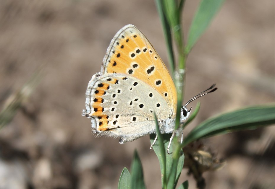 Lycaena thersamon - kis tűzlepke