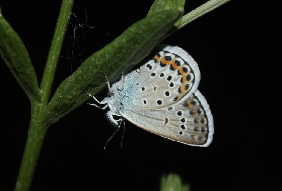 Plebejus argus - ezüstös boglárka
