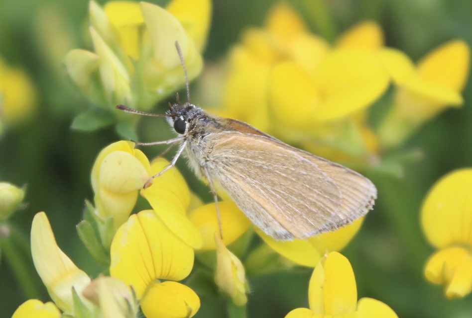 Thymelicus lineola - vonalas busalepke
