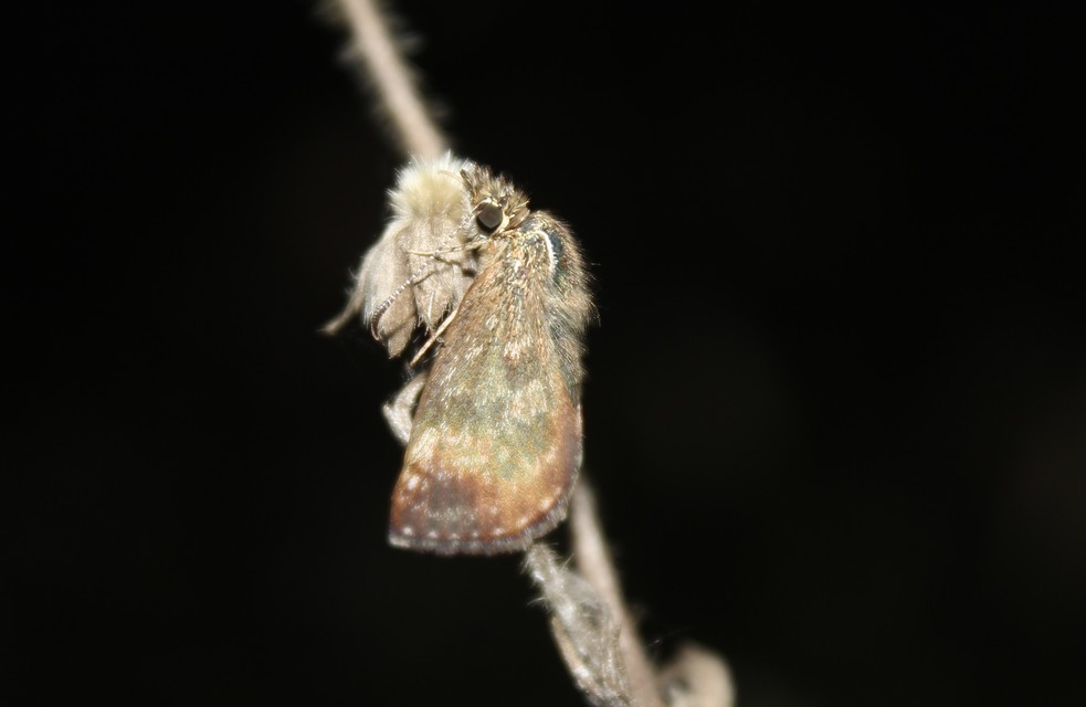 Erynnis tages - cigánylepke