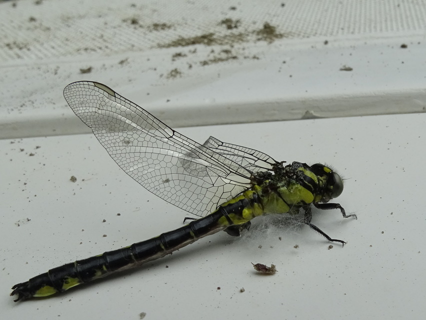 Gomphus vulgatissimus - feketelábú folyami-szitakötő