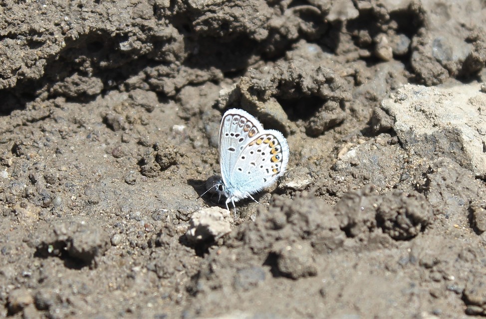 Plebejus argus - ezüstös boglárka