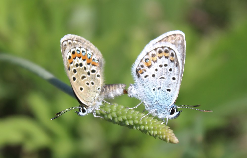 Plebejus argus - ezüstös boglárka