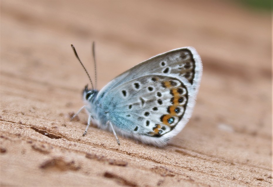 Plebejus argus - ezüstös boglárka
