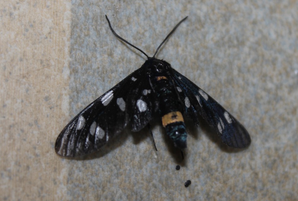 Amata phegea - fehérpettyes álcsüngőlepke