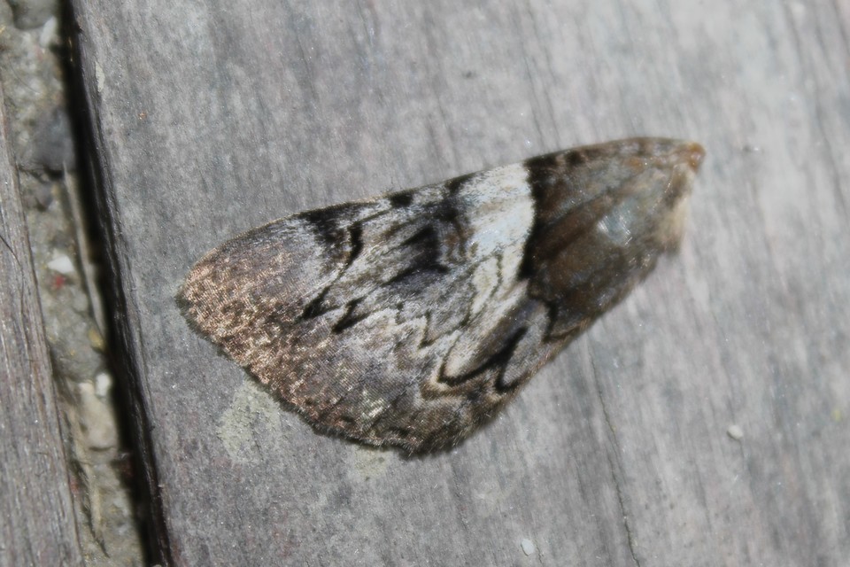 Catocala fulminea - galagonya-övesbagoly