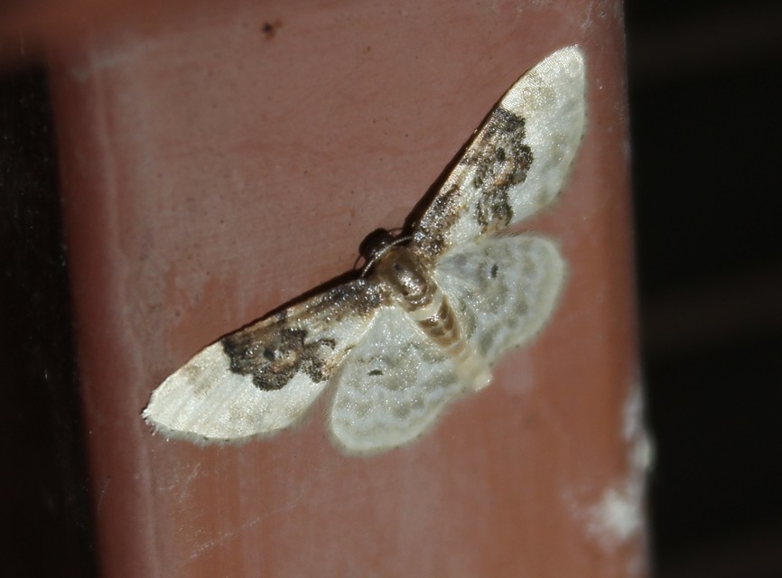 Idaea rusticata - tarka apróaraszoló
