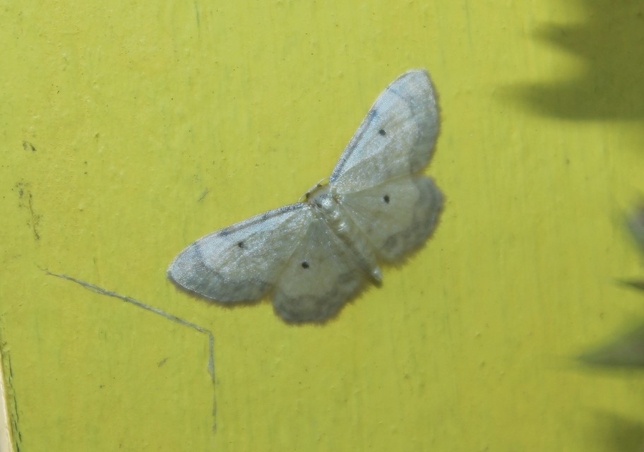 Idaea politaria - vonalas apróaraszoló