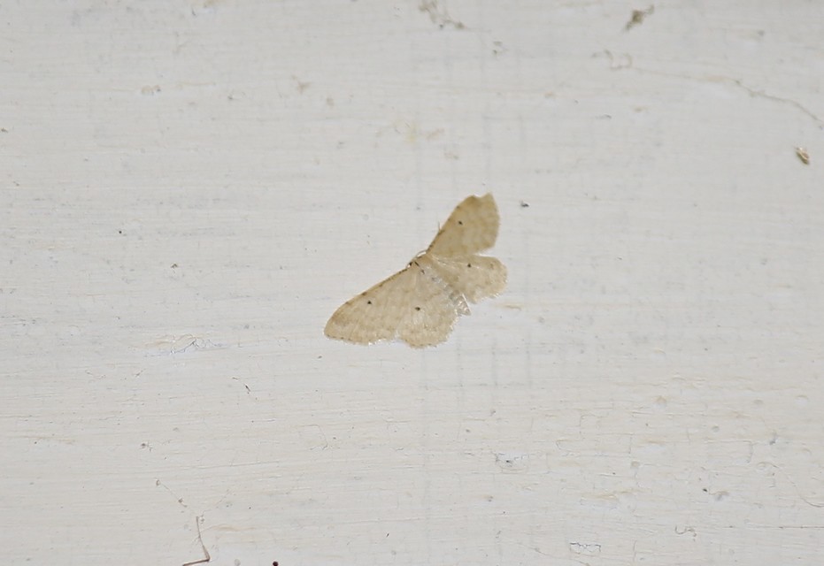Idaea fuscovenosa - szürkeszélű apróaraszoló