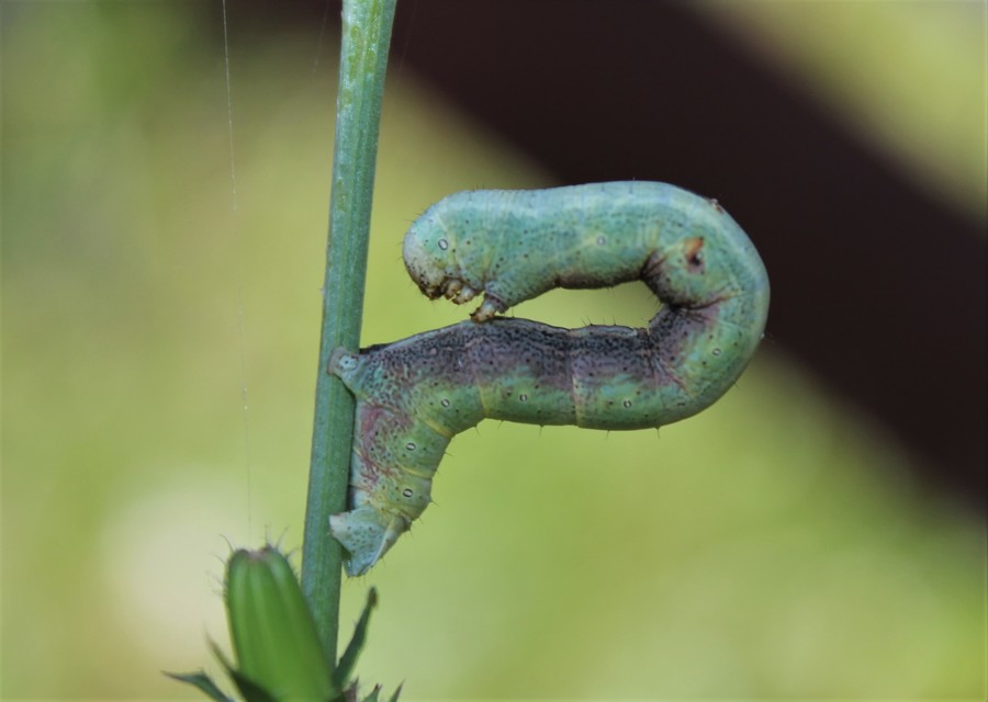 Ascotis selenaria - holdas faaraszoló