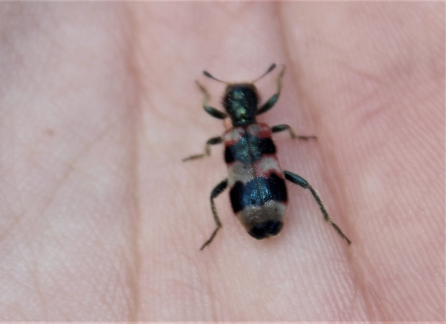 Trichodes apiarius - szalagos méhészbogár