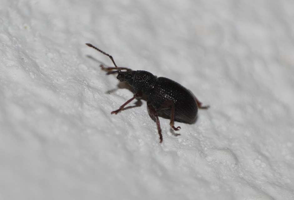 Otiorhynchus ovatus - apró gyalogormányos
