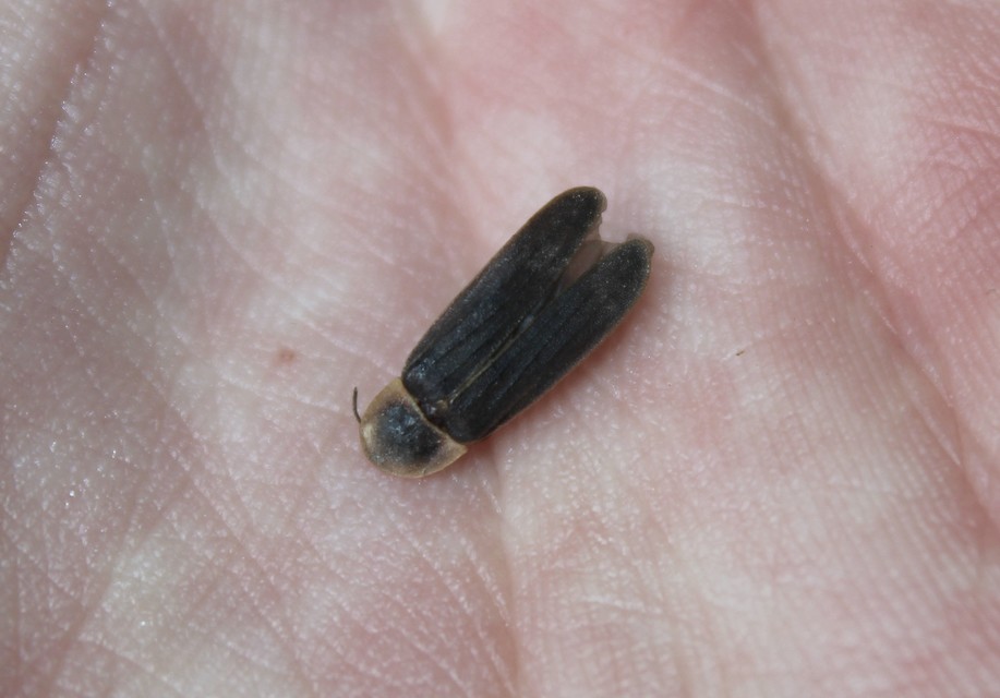 Lampyris noctiluca - nagy szentjánosbogár