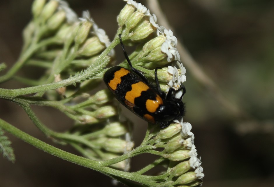 Mylabris variabilis - szalagos hólyaghúzó Mylabris variabilis - szalagos hólyaghúzó