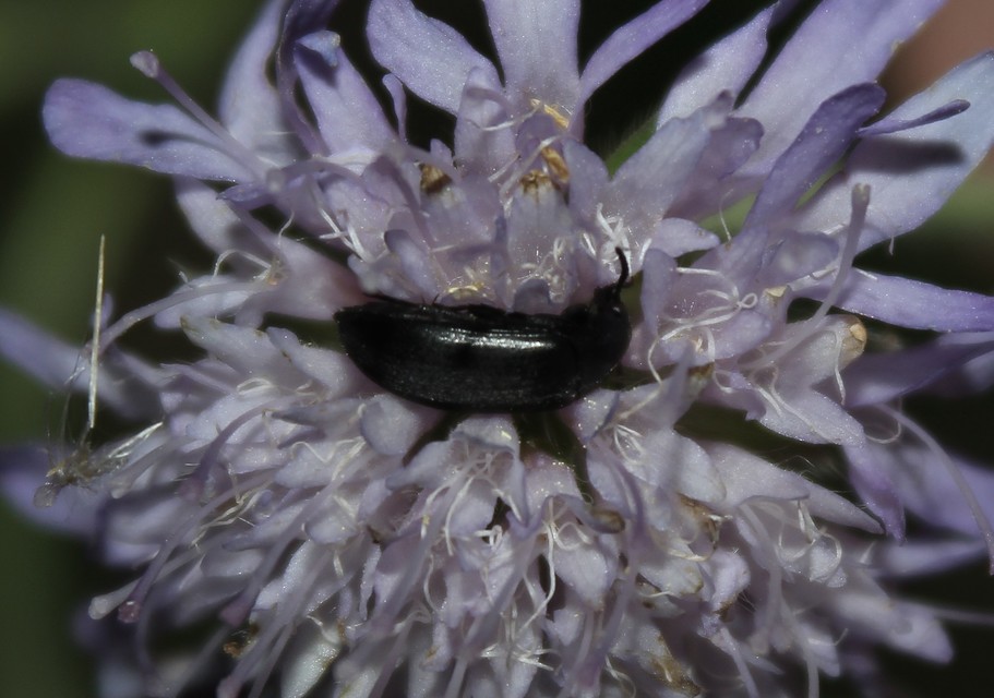 Podonta nigrita - szerecsenbogár