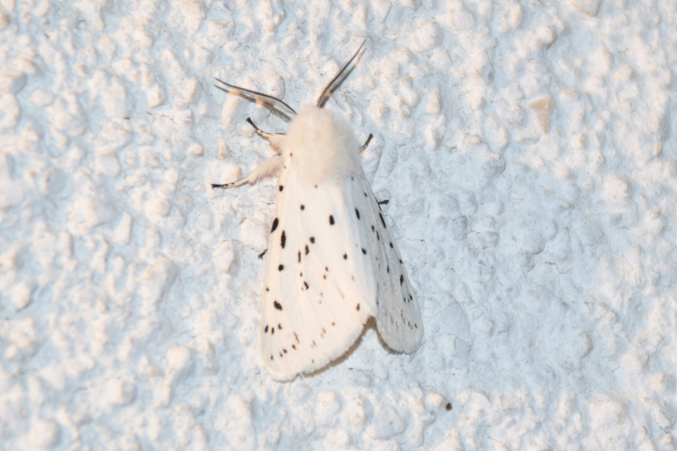 Spilosoma lubricipedum - tejszínű medvelepke