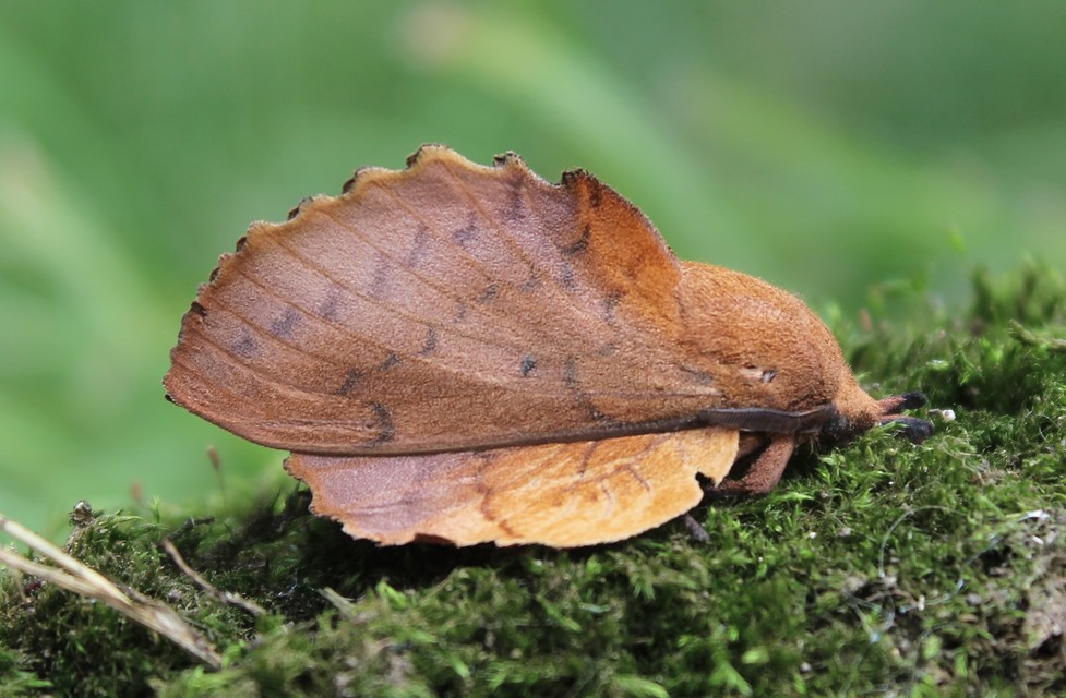 Gastropacha quercifolia - tölgylevélpohók