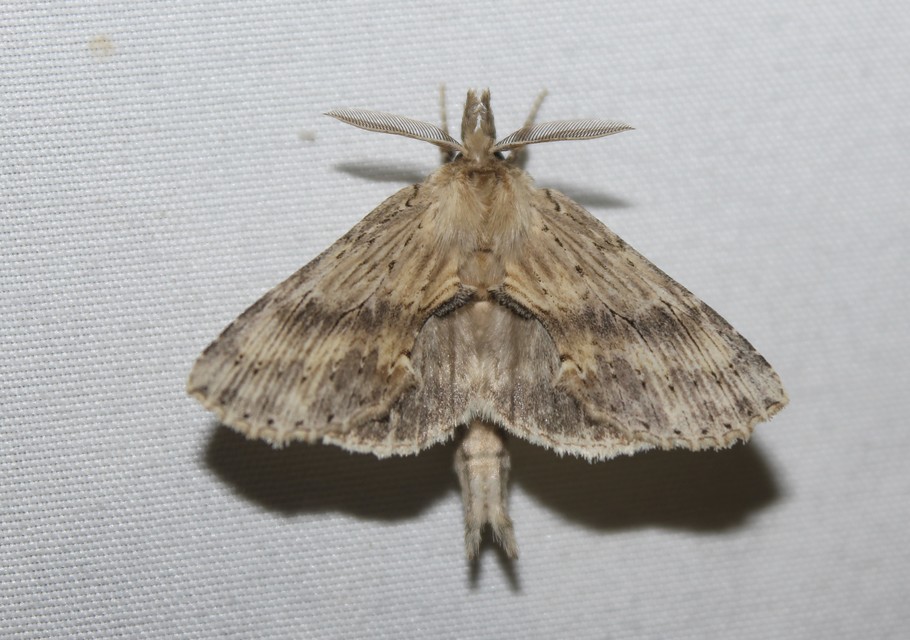 Pterostoma palpina - csőrös púposszövő