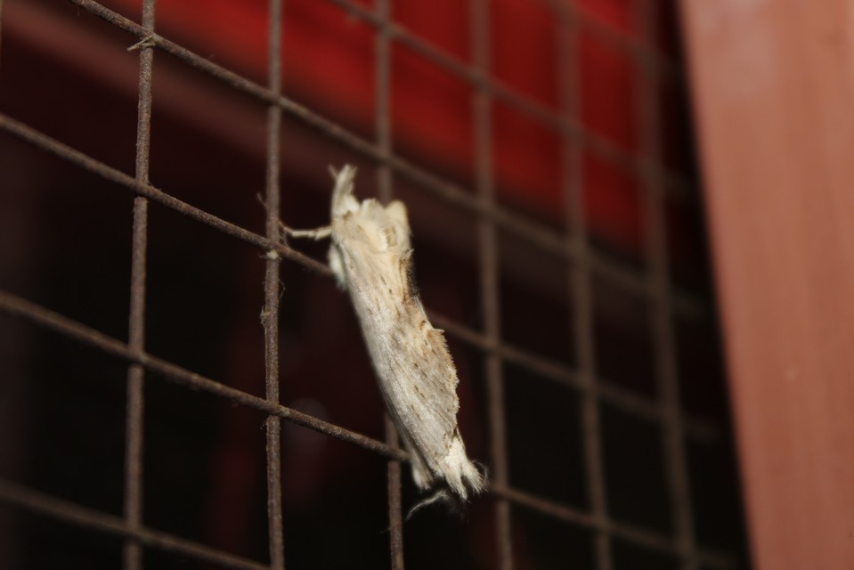Pterostoma palpina - csőrös púposszövő