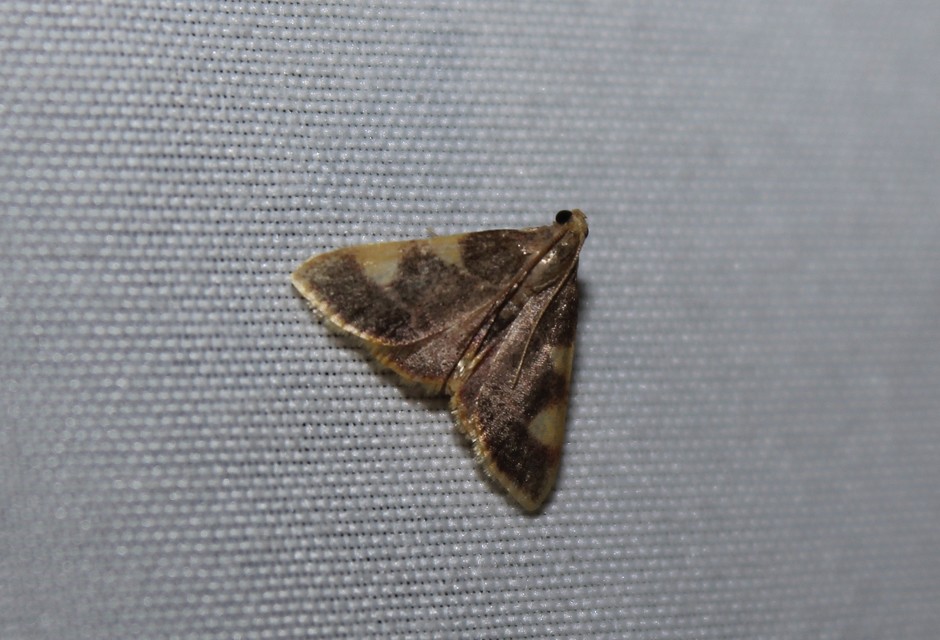 Hypsopygia costalis - szénailonca