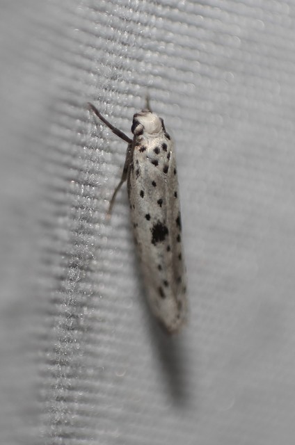 Yponomeuta plumbella - pókhálós bengemoly