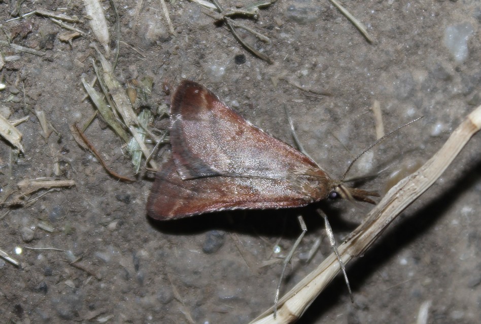 Synaphe punctalis - hosszúlábú fényilonca