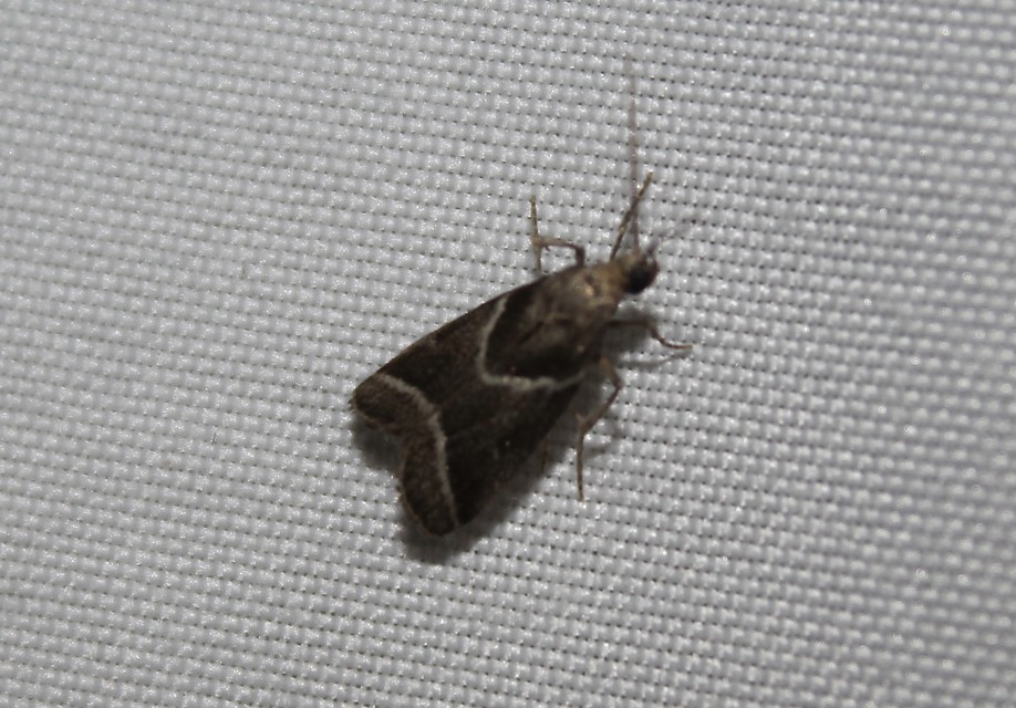 Nyctegretis lineana - agátszínű karcsúmoly
