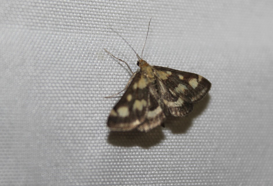 Pyrausta