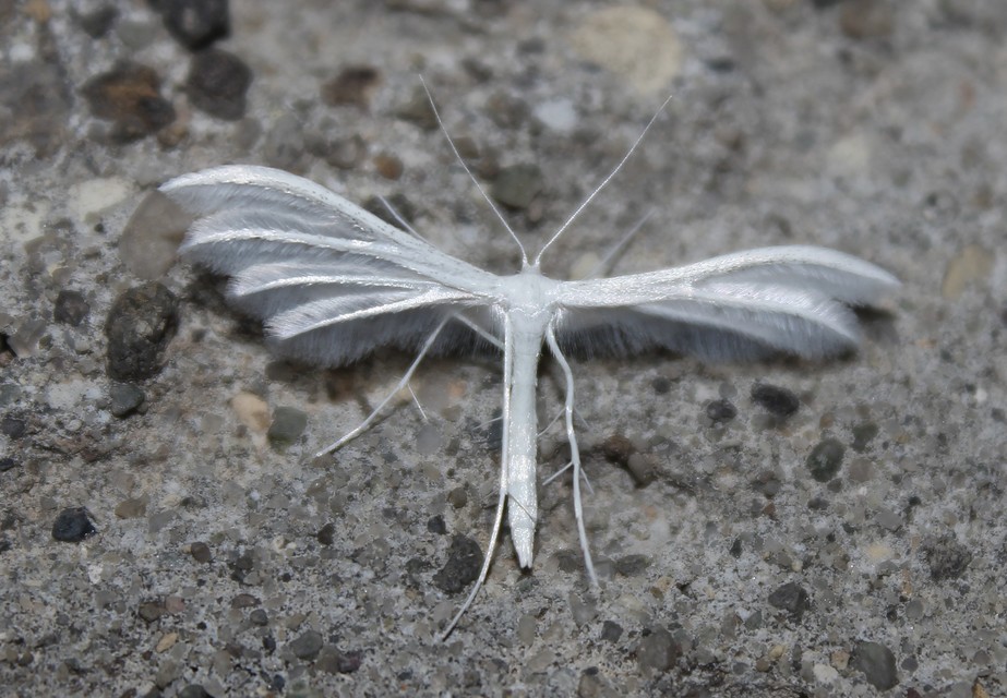 Pterophorus pentadactyla - fehér tollasmoly