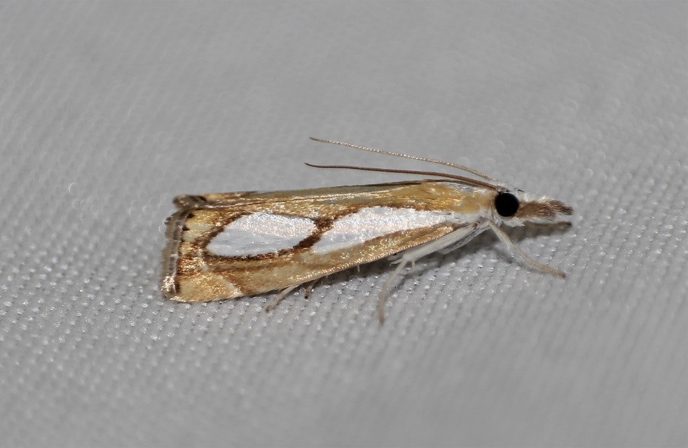 Catoptria pinella - ezüstös fűgyökérmoly