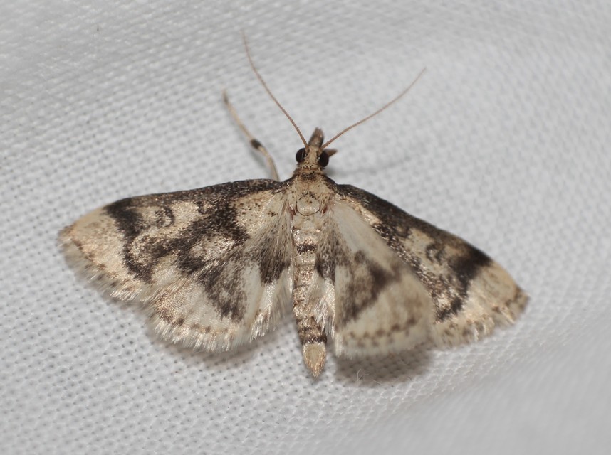 Metasia ophialis - kígyósávos tűzmoly