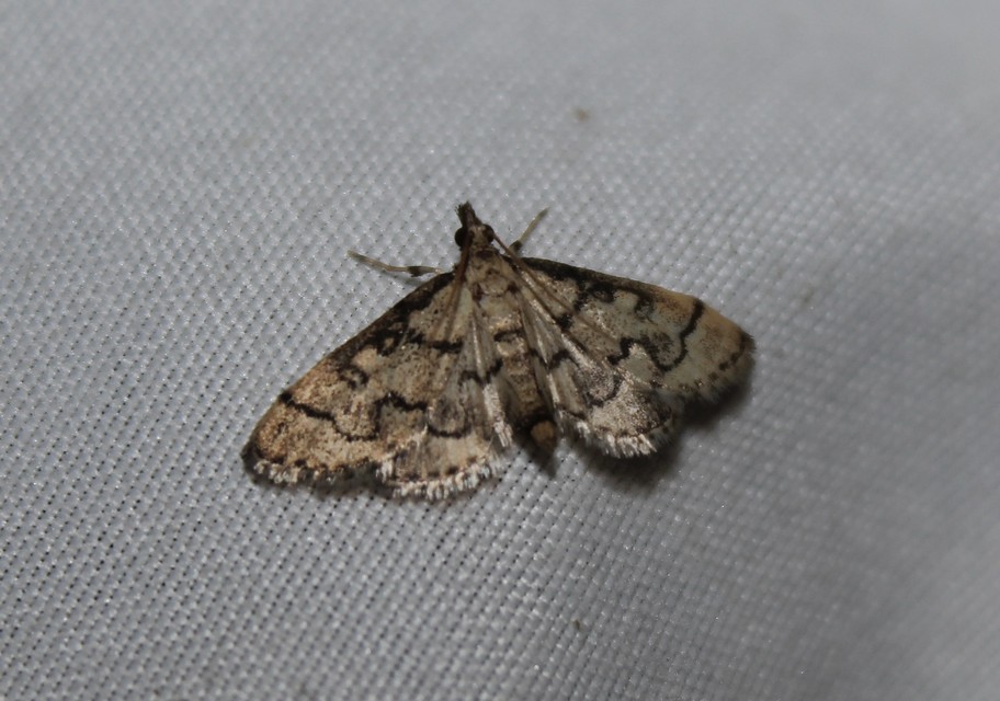Metasia ophialis - kígyósávos tűzmoly