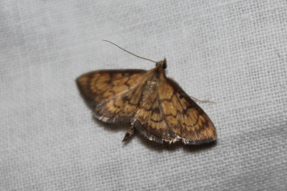 Ecpyrrhorrhoe rubiginalis - rozsdavörös tűzmoly