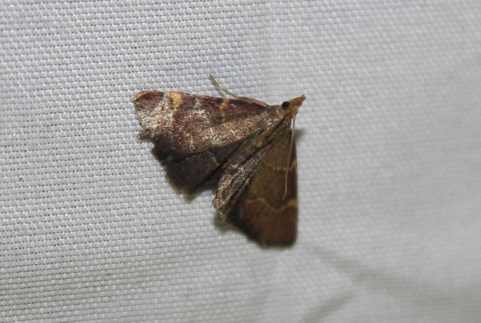 Hypsopygia rubidalis - vörös fényilonca
