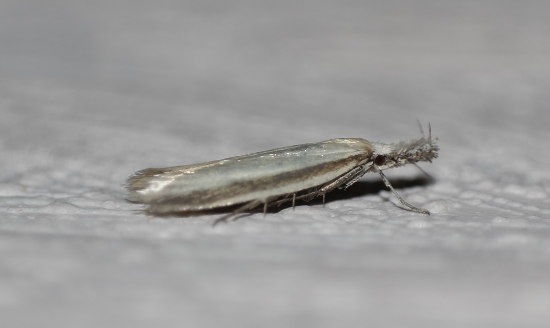 Pleurota pyropella - tüzes csíkosmoly
